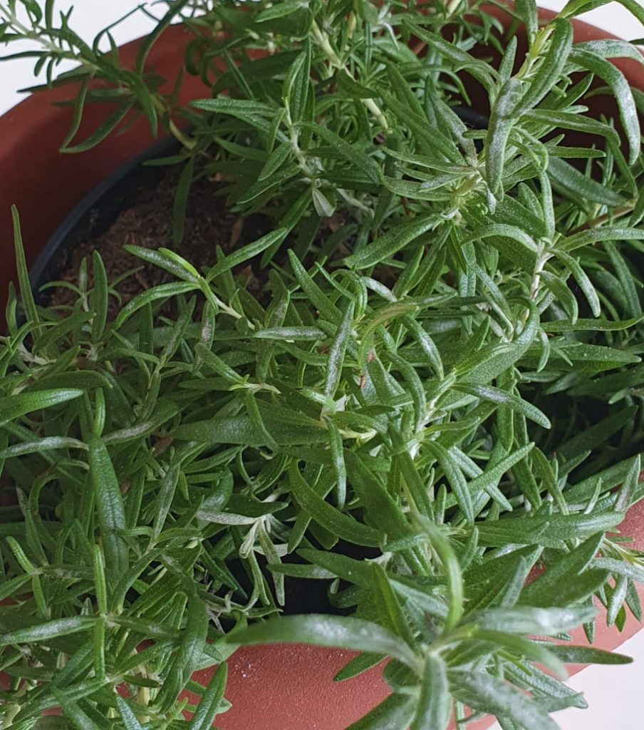 How To Make Rosemary Oil for Hair Loss/Growth at Home